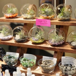 plants in glass bowl display