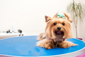 yorkie on a table